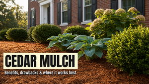 Cedar Mulch: Benefits, Drawbacks, and Where It Works Best