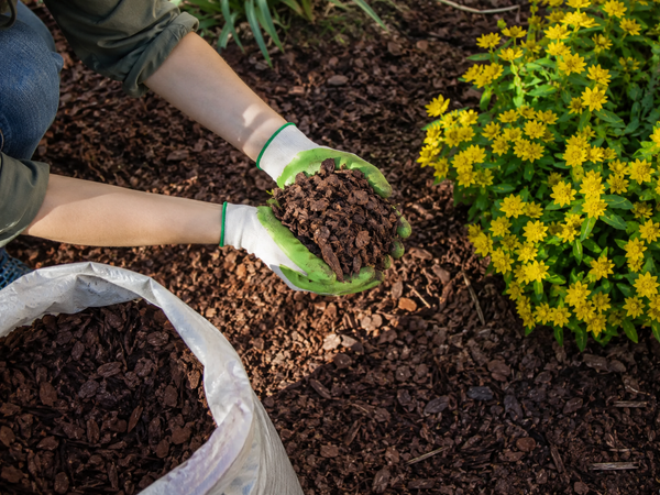 Pine Bark Mulch: Benefits, Problems, and How to Stop It Washing Away
