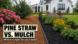 Pine straw vs. mulch comparison in side-by-side landscape beds