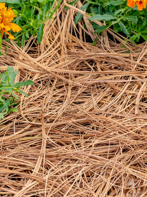 Pine Straw as Mulch — What It Does Well, Where It Fails, and How to Lock It In