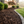 TerraLock Bed & Border Bond